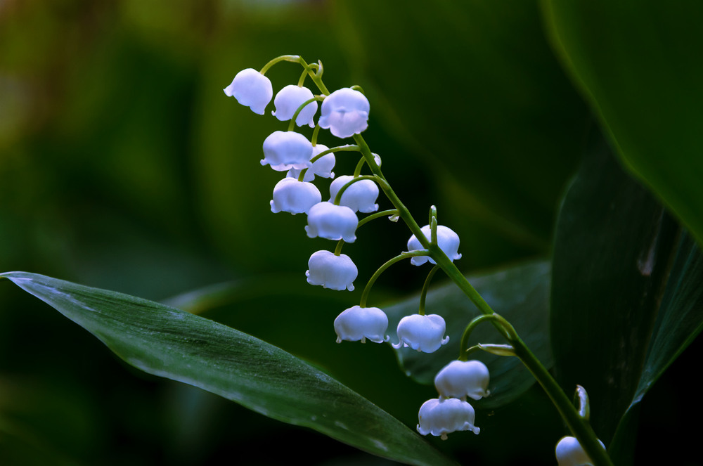 Фотографія Разное / Віктор Близнюк / photographers.ua