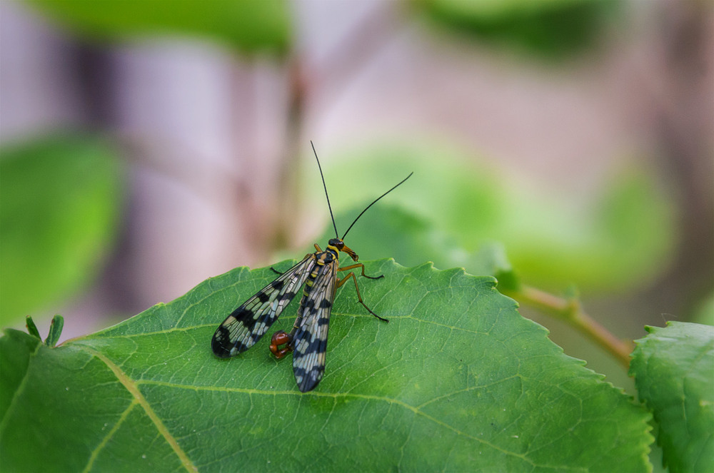 Фотографія Макро / Віктор Близнюк / photographers.ua