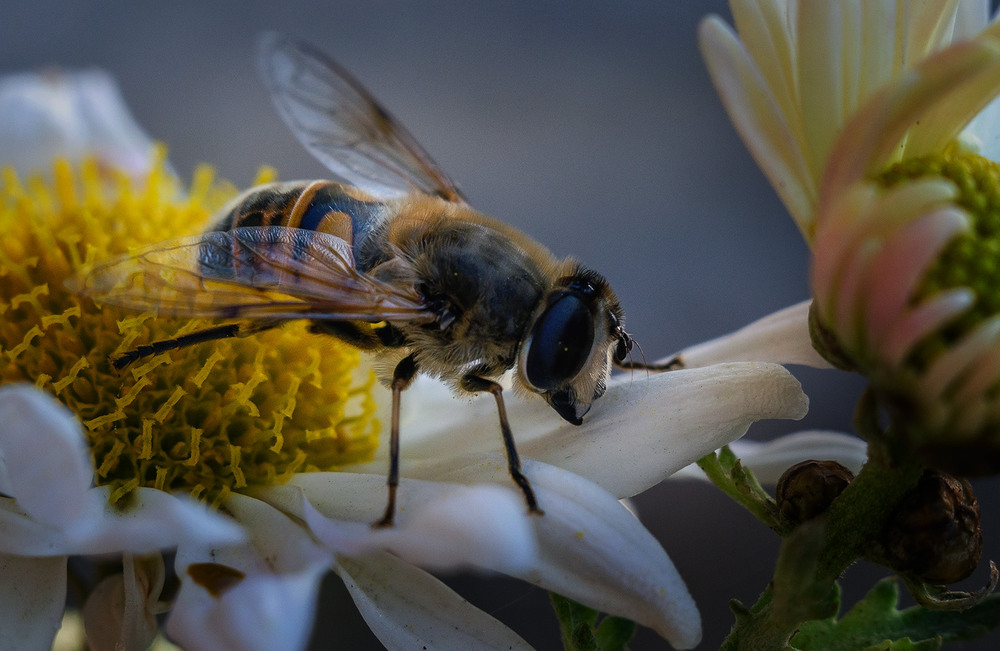 Фотографія Макро / Віктор Близнюк / photographers.ua
