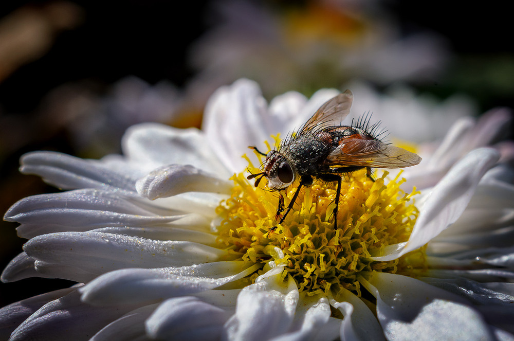 Фотографія Макро / Віктор Близнюк / photographers.ua
