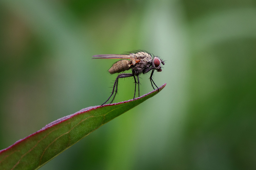 Фотографія Макро / Віктор Близнюк / photographers.ua