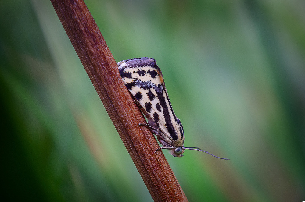 Фотографія Макро / Віктор Близнюк / photographers.ua