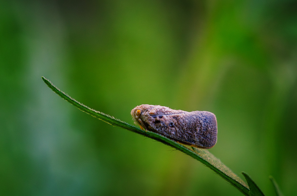 Фотографія Макро / Віктор Близнюк / photographers.ua