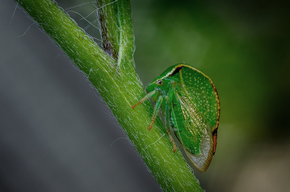 Фотографія Макро / Віктор Близнюк / photographers.ua