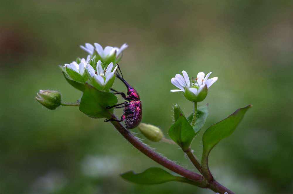 Фотографія Макро / Віктор Близнюк / photographers.ua