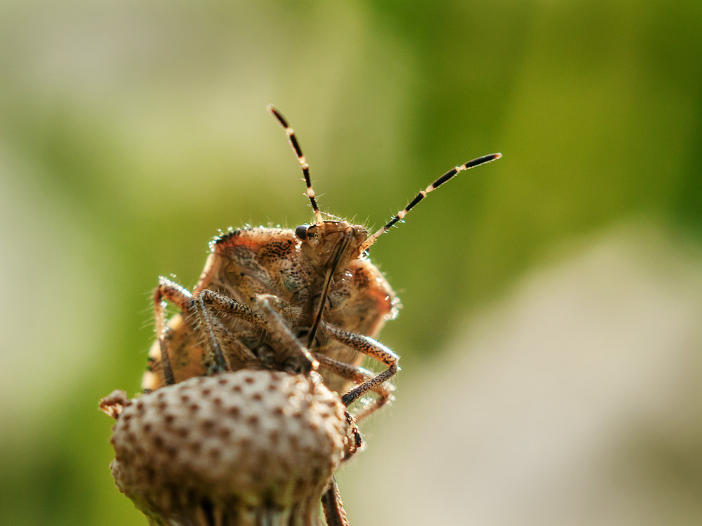 Фотографія Макро / Віктор Близнюк / photographers.ua