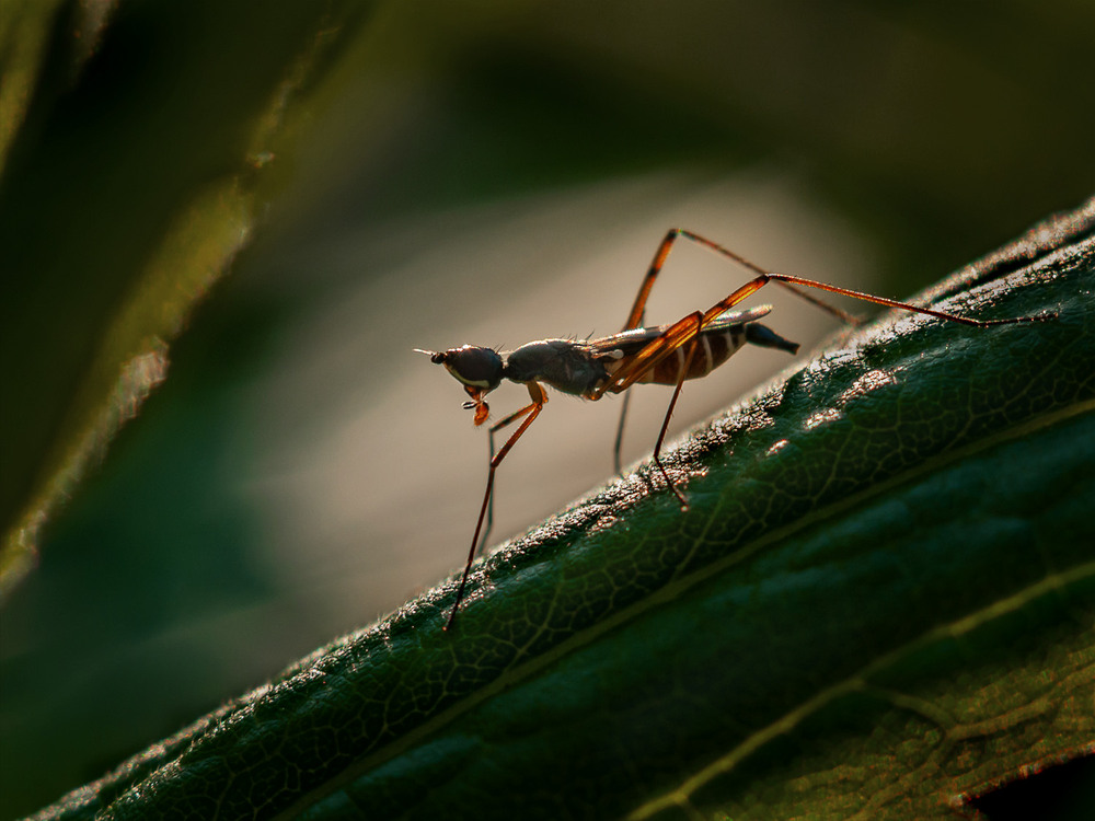 Фотографія Макро / Віктор Близнюк / photographers.ua