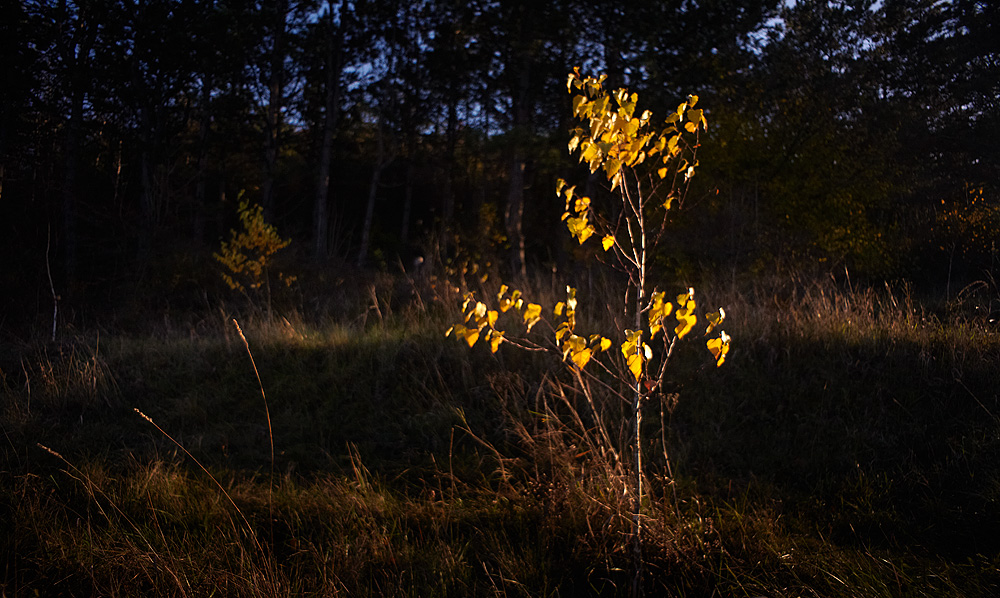 Фотографія Осень / Владимир Франгони / photographers.ua