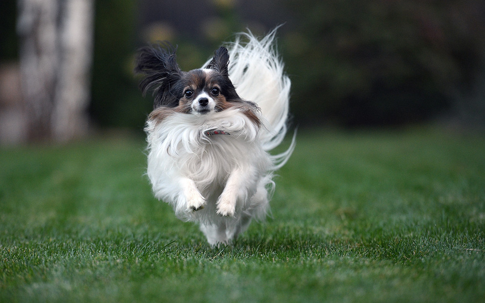 Фотографія *** / Oleg Fedorovych / photographers.ua