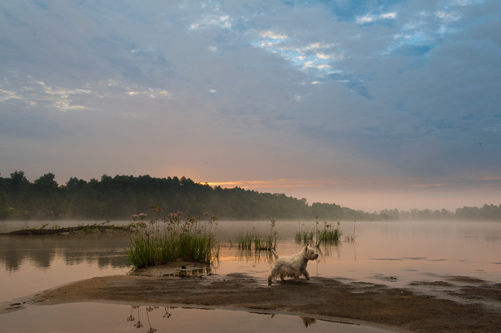 Фотографія Ранові прогулянки берегом Десни / Oleg Fedorovych / photographers.ua