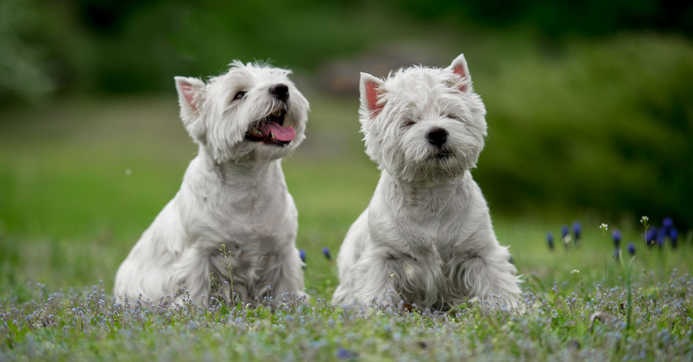 Фотографія *** / Oleg Fedorovych / photographers.ua