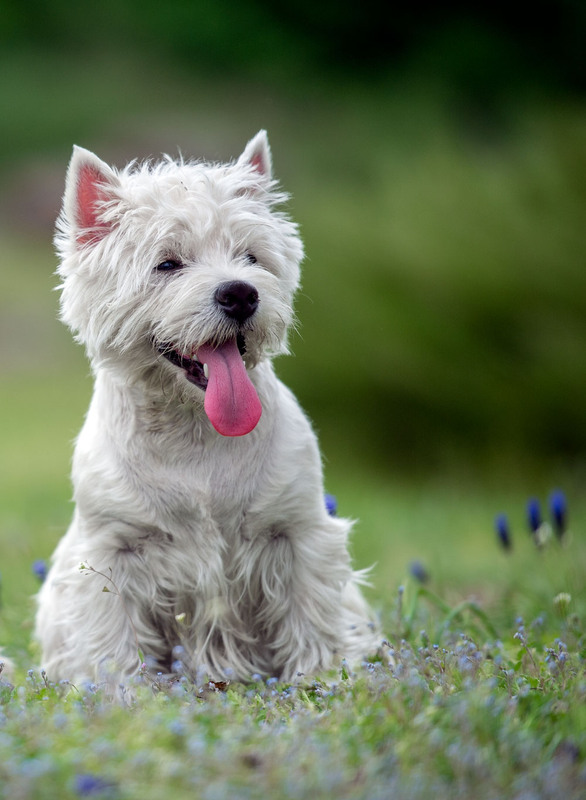 Фотографія *** / Oleg Fedorovych / photographers.ua