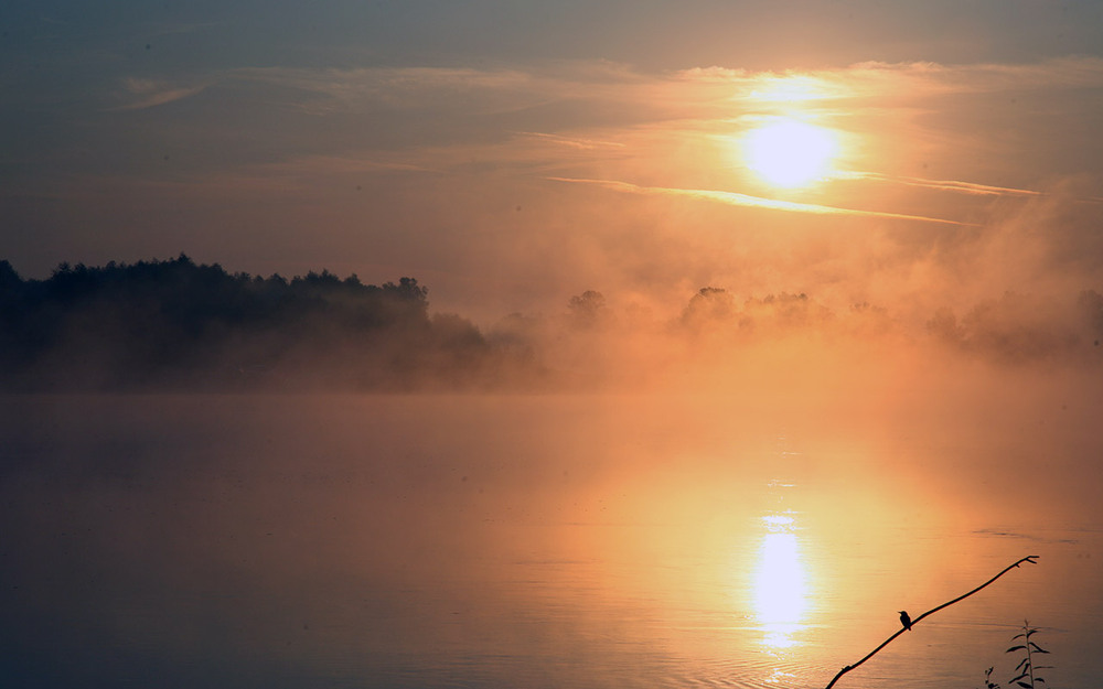 Фотографія Рибалочка звичайний / Oleg Fedorovych / photographers.ua