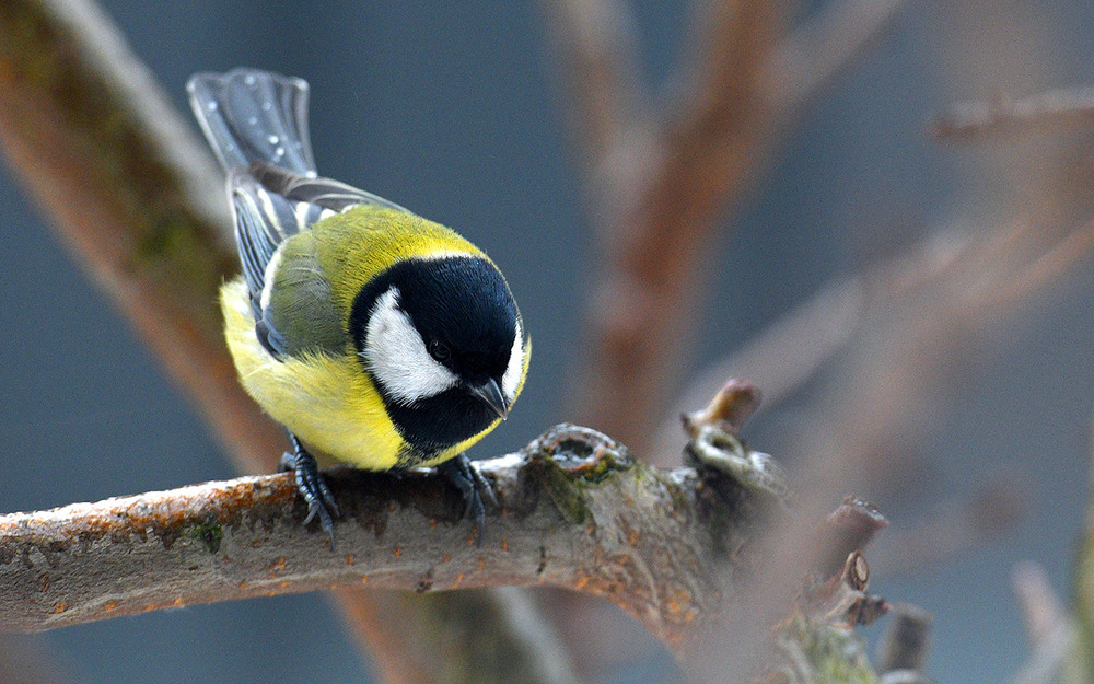 Фотографія *** / Oleg Fedorovych / photographers.ua
