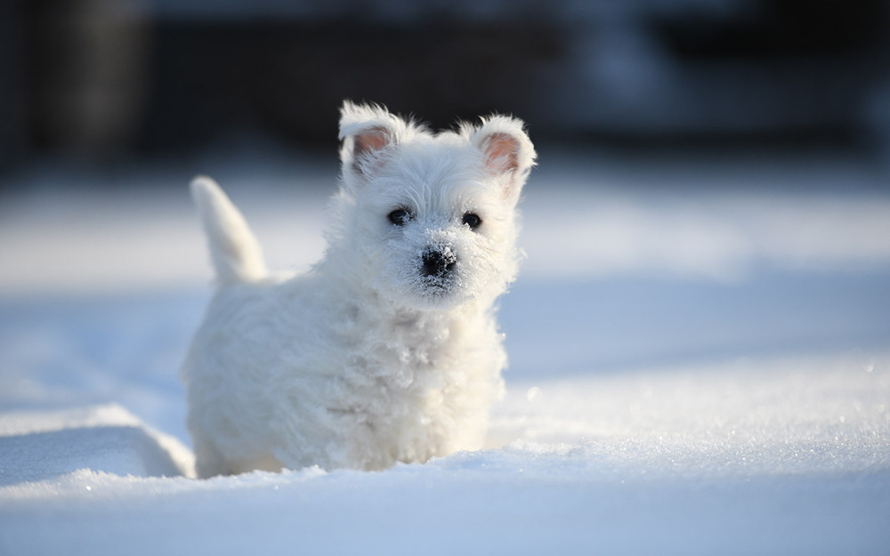 Фотографія Перша зимова прогулянка / Oleg Fedorovych / photographers.ua