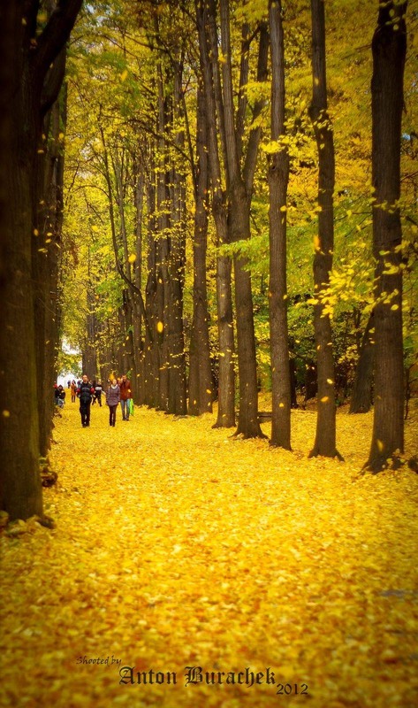 Фотографія Golden Autumn / Антон Бурачек / photographers.ua