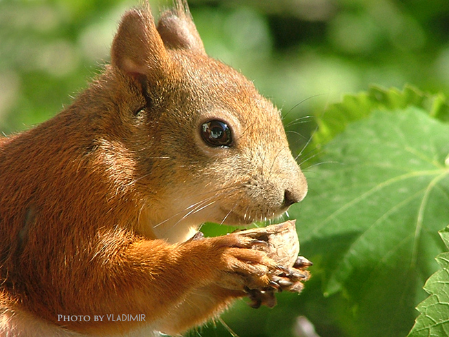 Фотографія Белка / Владимир Иващенко / photographers.ua
