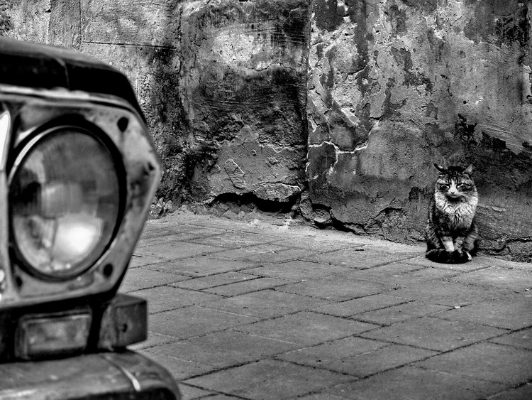 Фотографія Old Cat / Alex aka Sanchosz Lipko / photographers.ua