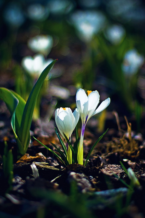 Фотографія * / Olesya Alexandrovna / photographers.ua