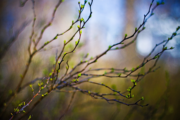 Фотографія * / Olesya Alexandrovna / photographers.ua