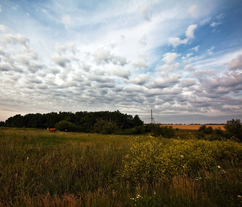 Фотографія пейзаж с коровой / Olesya Alexandrovna / photographers.ua