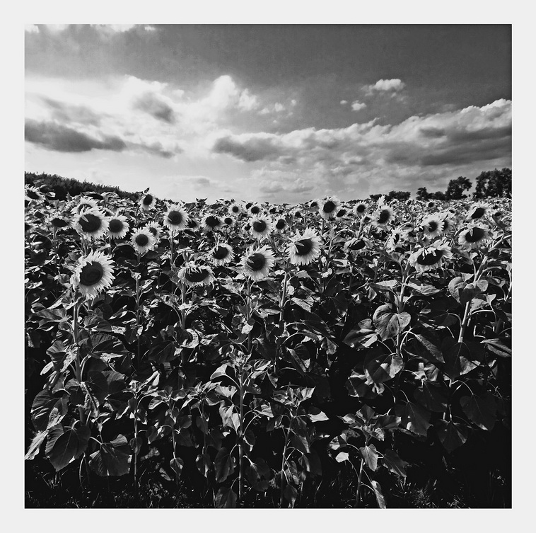 Фотографія *** / Olesya Alexandrovna / photographers.ua