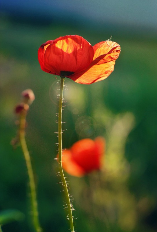 Фотографія Летний мак / Anna_N / photographers.ua