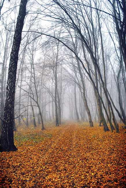 Фотографія Осінь в тумані / Руслан Гордієнко / photographers.ua