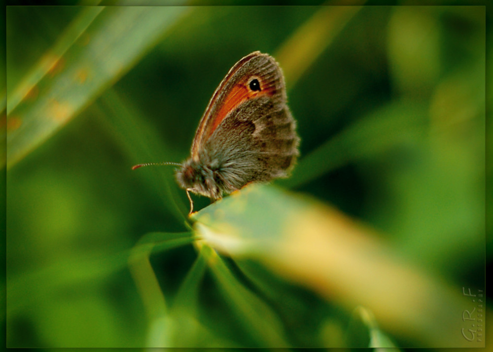 Фотографія Butterfly / Руслан Гордієнко / photographers.ua