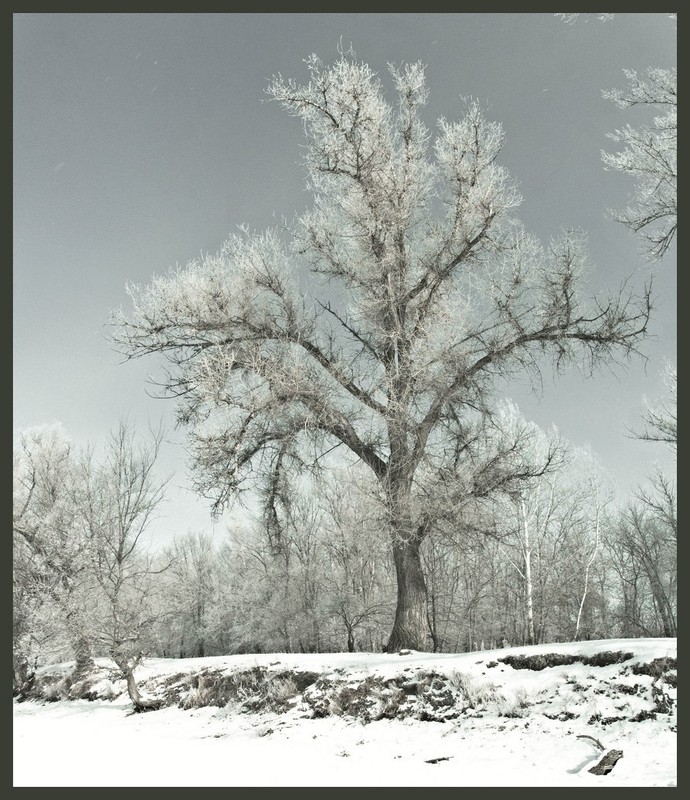 Фотографія Зима / Евгений Коваль / photographers.ua
