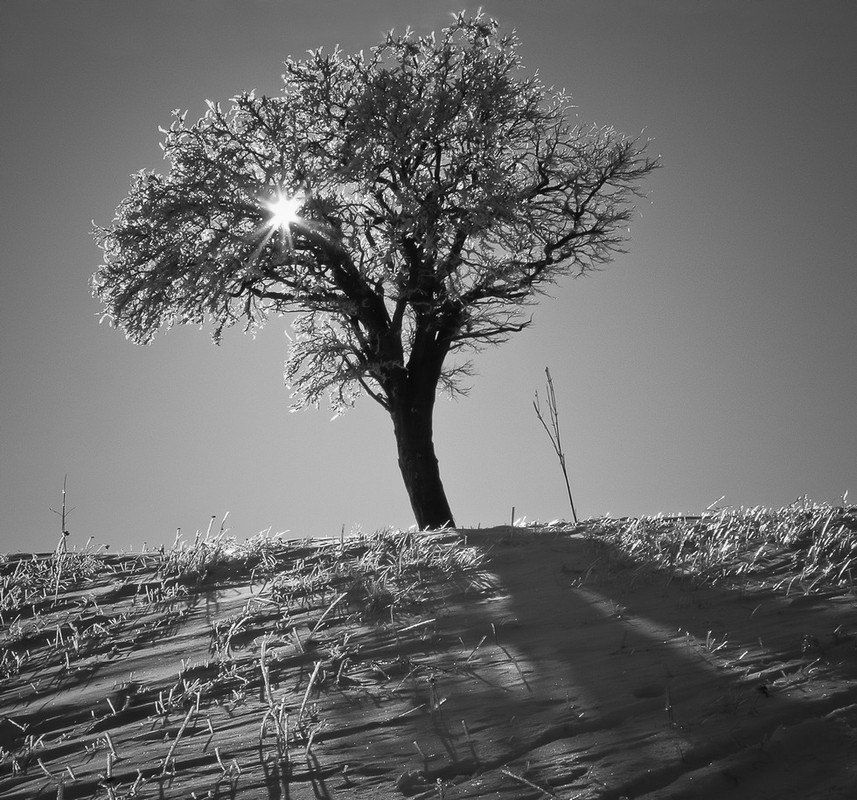 Фотографія Star Called Sun / Евгений Коваль / photographers.ua