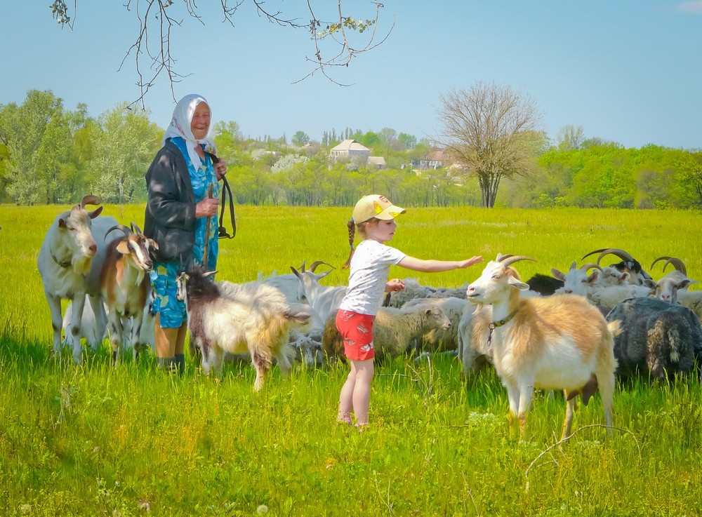 Фотографія Здравствуй, коза / Евгений Коваль / photographers.ua