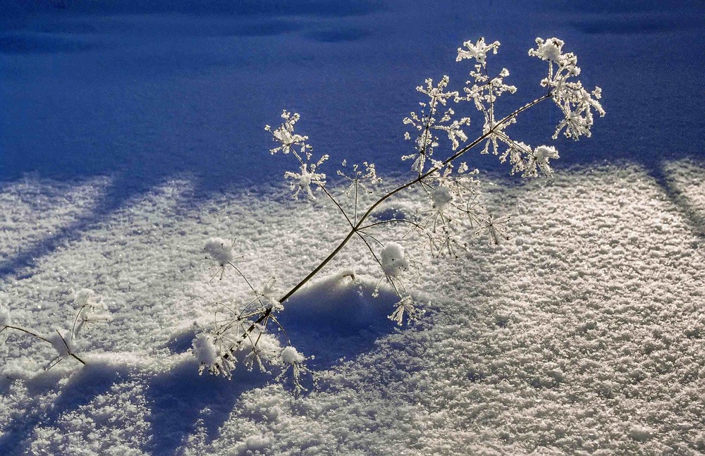 Фотографія Зимние цветы / Vladimir Falin / photographers.ua