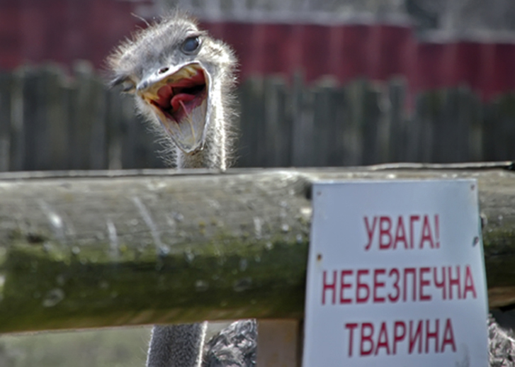 Фотографія Грозный страус / Vladimir Falin / photographers.ua