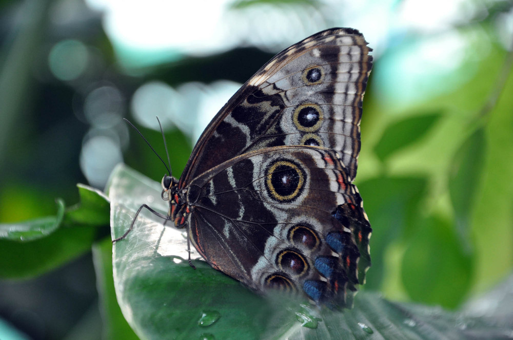 Фотографія Butterfly_2 / Дмитрий Харченко / photographers.ua