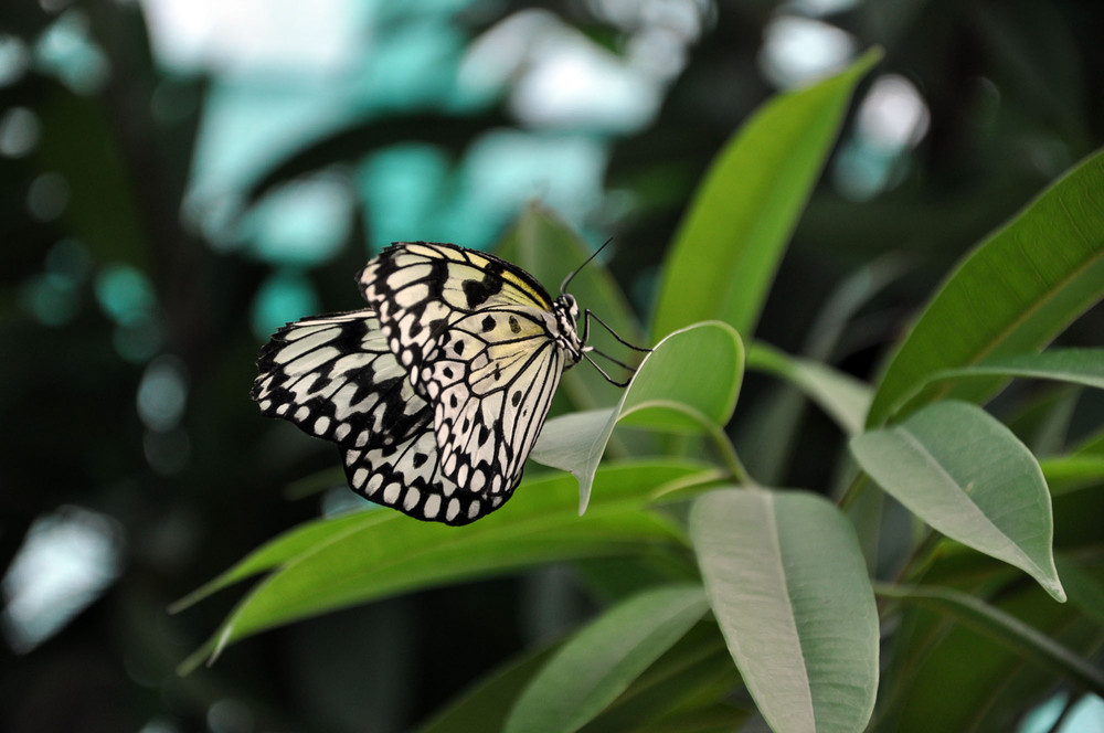 Фотографія Butterfly_1 / Дмитрий Харченко / photographers.ua