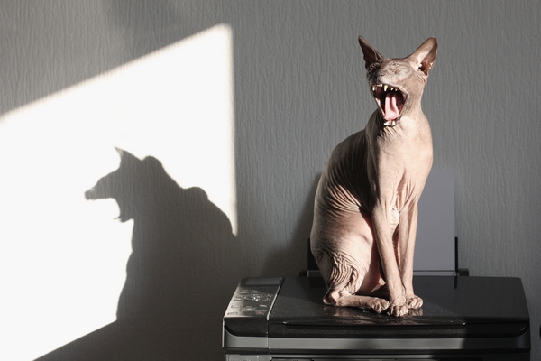 Фотографія зевающий лысый кот) / Лилия Мельникова / photographers.ua