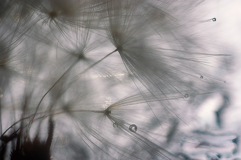 Фотографія Макро / Nastya Yuraschenko / photographers.ua