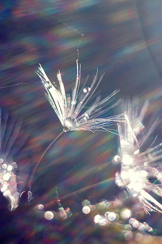 Фотографія Макро / Nastya Yuraschenko / photographers.ua