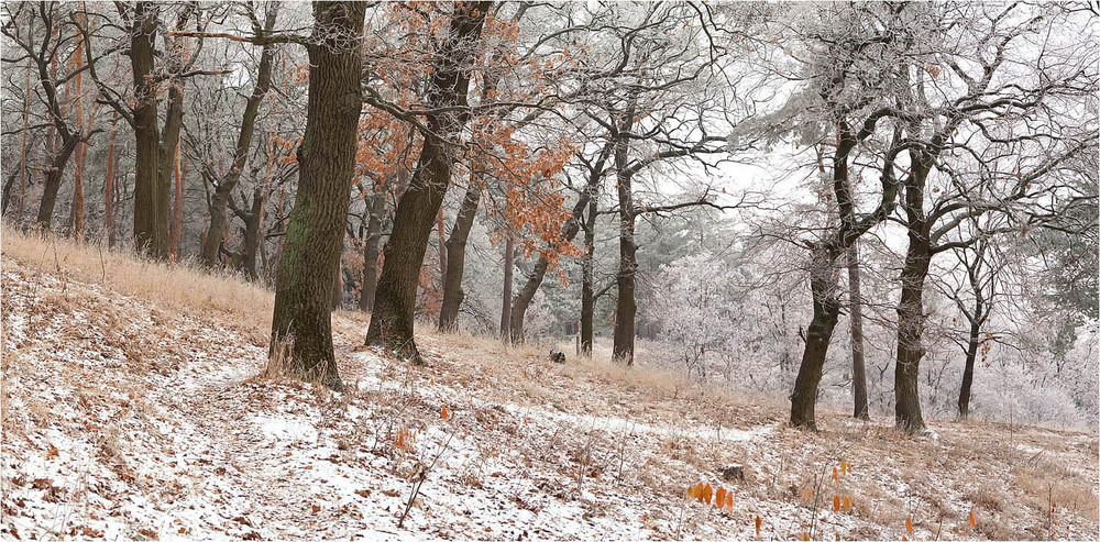 Фотографія Рыжая зима... / Наталия Шинкаренко / photographers.ua