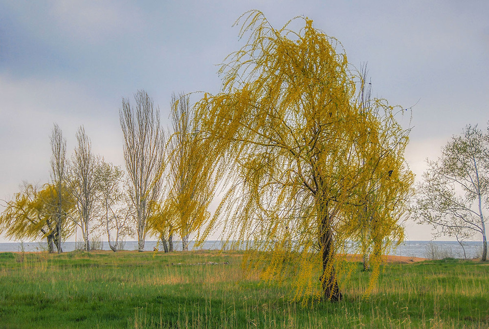 Фотографія Последние дни осени... / Валерій Старосєк / photographers.ua