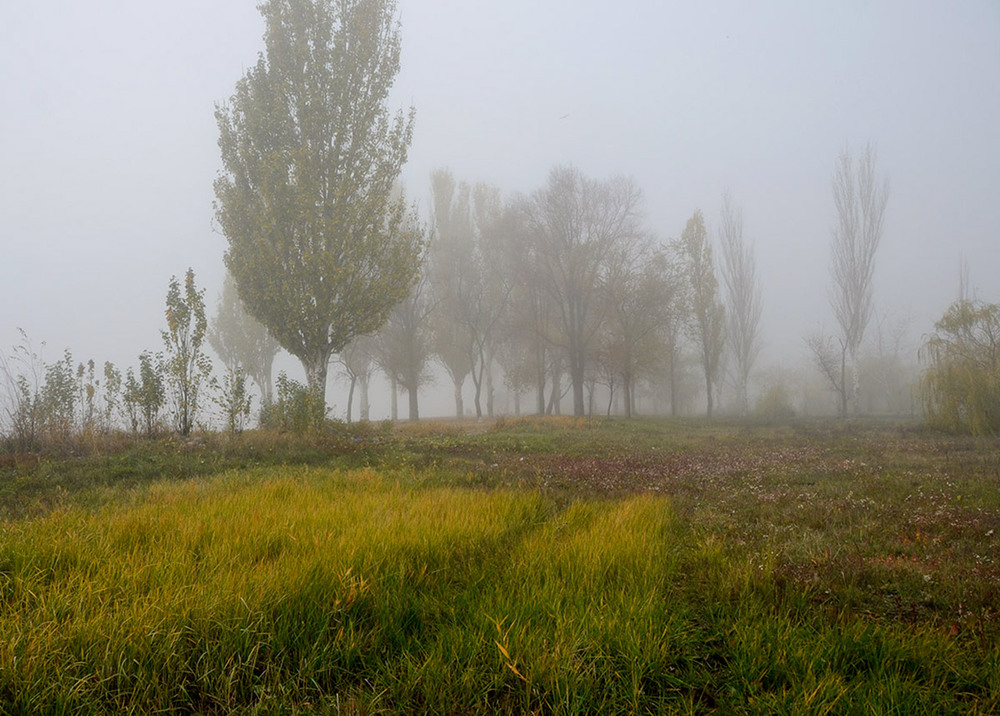 Фотографія Осенние ковры в тумане... / Валерій Старосєк / photographers.ua
