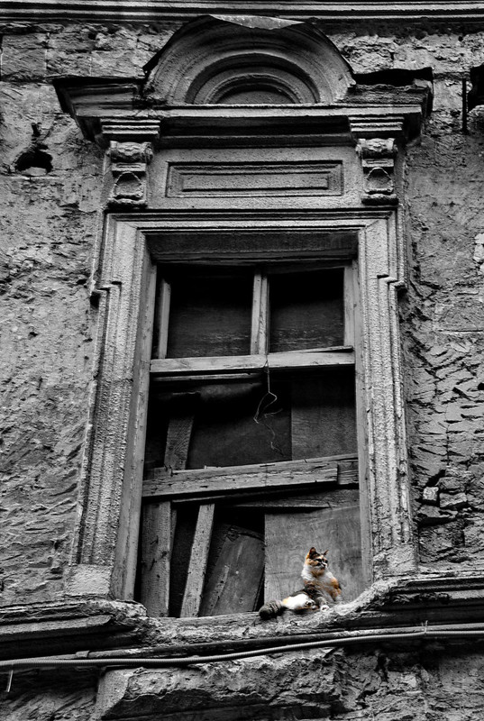 Фотографія Старый кошкин дом / Galyna / photographers.ua
