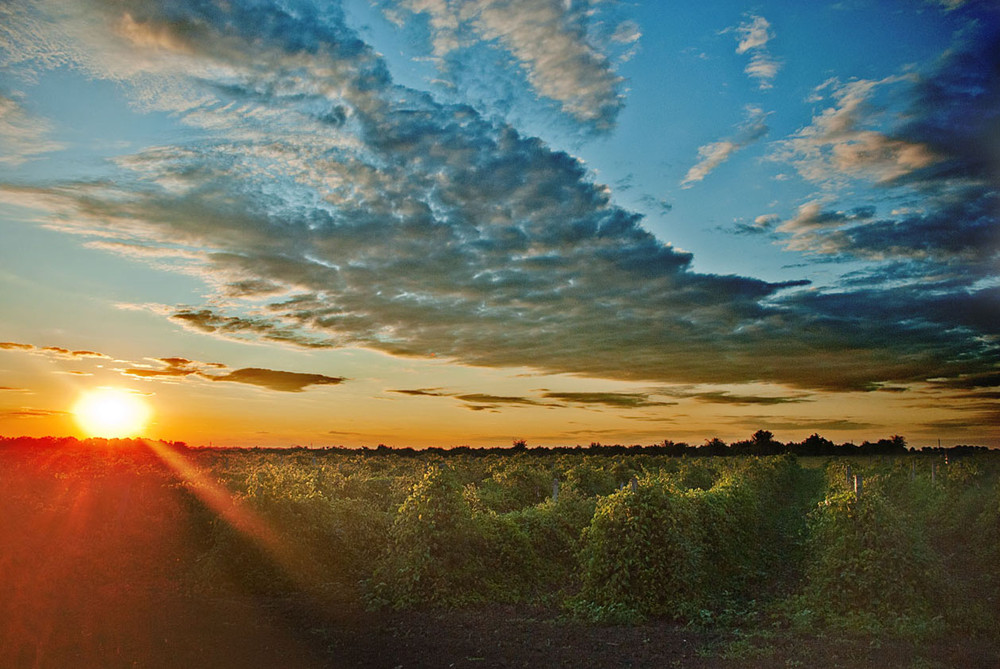 Фотографія закат над виноградниками / Galyna / photographers.ua