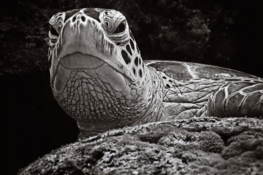 Фотографія ПОРТРЕТ / Олег Добранчук / photographers.ua