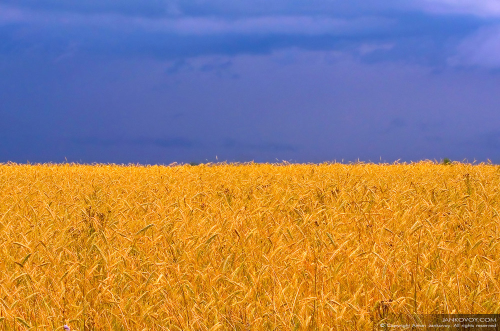 Фотографія З Днем Українського Прапора!!! :) / Антон Янковой / photographers.ua