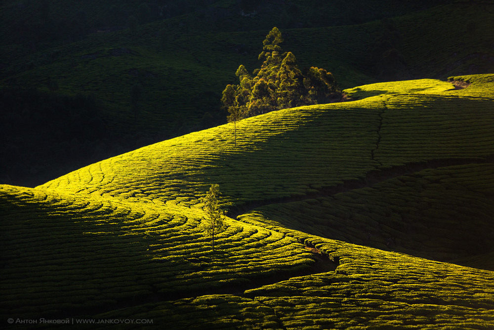 Фотографія Tea plantation's Geometry / Антон Янковой / photographers.ua