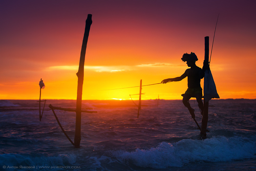 Фотографія Традиционная рыбалка на шесте (Шри Ланка) / Антон Янковой / photographers.ua