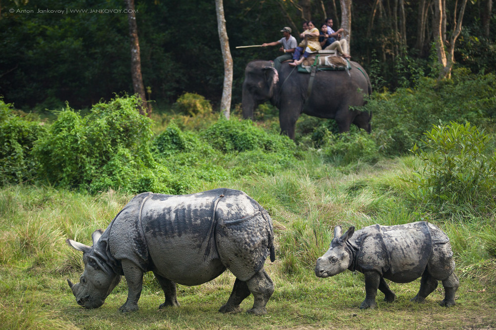 Фотографія Самка и детеныш индийского носорога (Национальный парк Читван, Непал) / Антон Янковой / photographers.ua