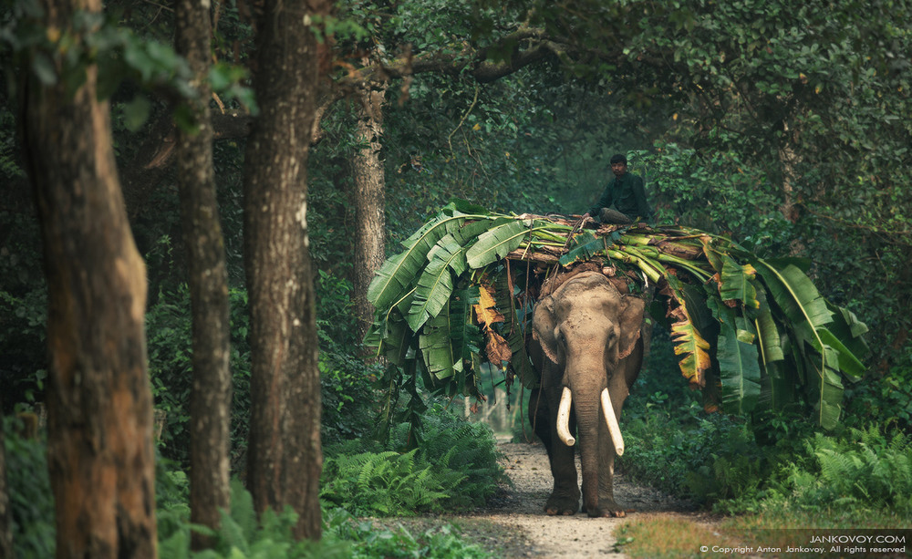 Фотографія Indian Elephant / Антон Янковой / photographers.ua